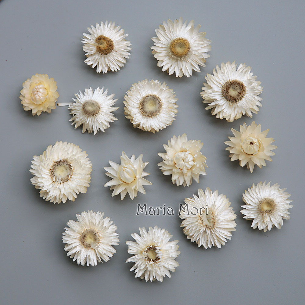 Natural Dried Colorful Chrysan - đánh giá và giá Baby Products In