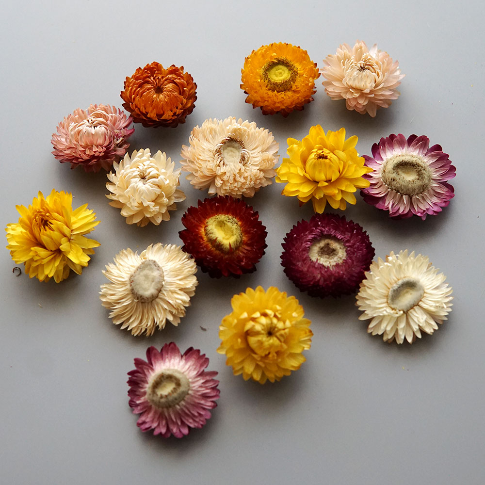 Natural Dried Colorful Chrysan - đánh giá và giá Baby Products In
