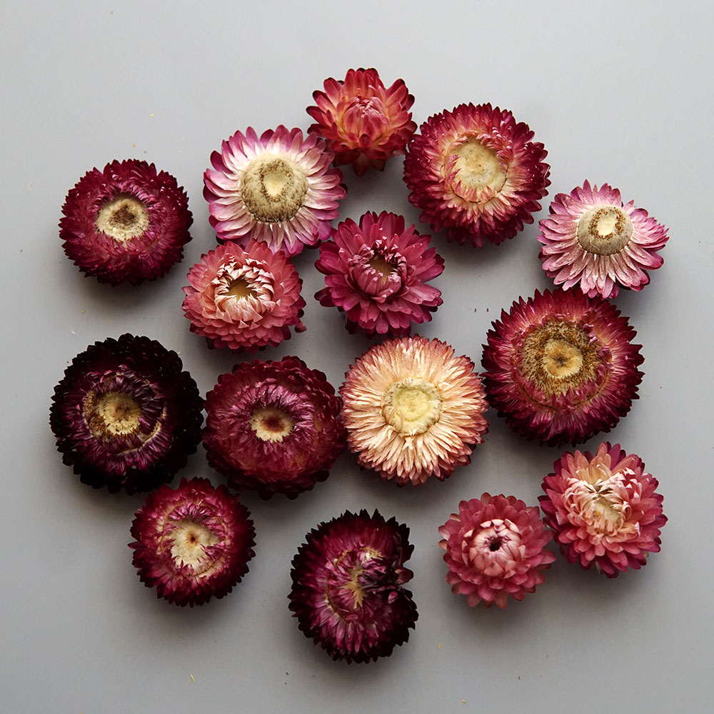 Natural Dried Colorful Chrysan - đánh giá và giá Baby Products In