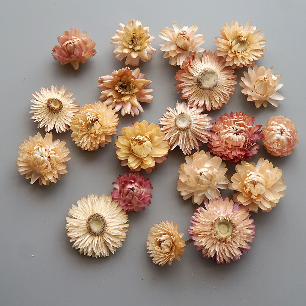 Natural Dried Colorful Chrysan - đánh giá và giá Baby Products In